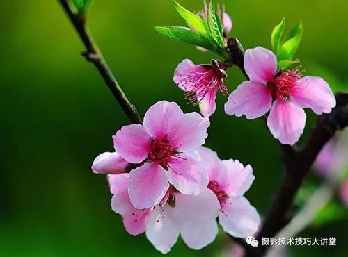 桃花的拍摄技巧,把小而杂的桃花拍美