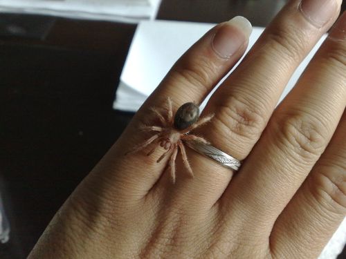 火玫瑰蜘蛛宝宝~4月底请来的,已经快两个月啦~一共有两只智利火玫瑰