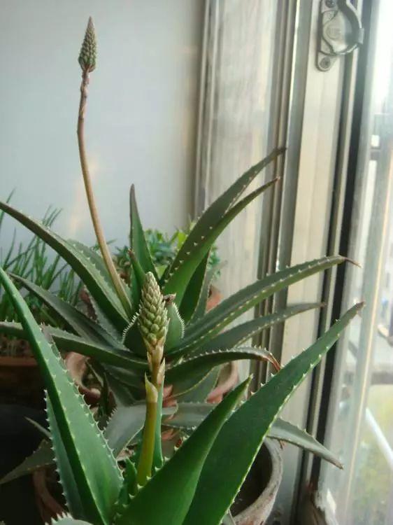 10年的芦荟开花了老妈说好运要来了老爸却想把好运吞进肚子里