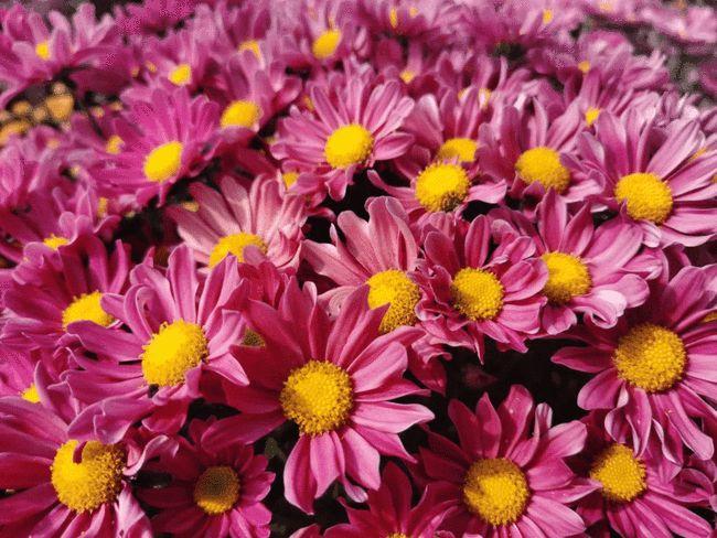 那错过了太湖湾露营谷的菊花展,你的秋天就真的白过了!