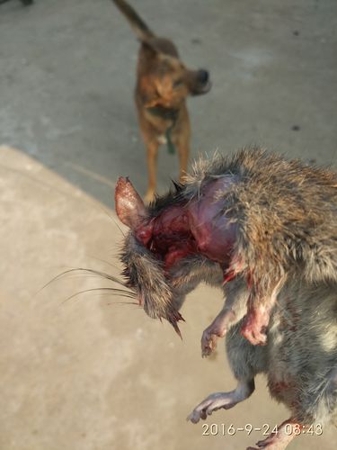 被狗杀死的老鼠