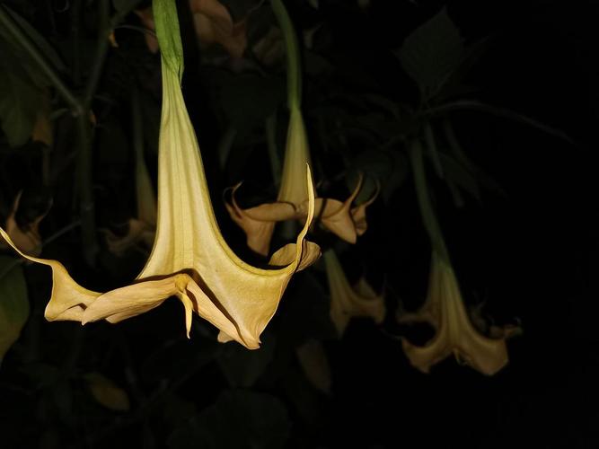 大晚上的,香味真的很浓,迷人心智啊 据说曼陀罗花香可致幻.