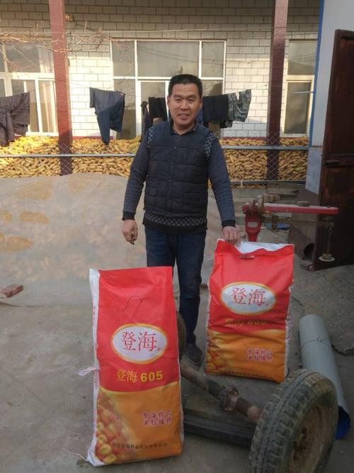 登海605玉米种,2018让您大丰收!