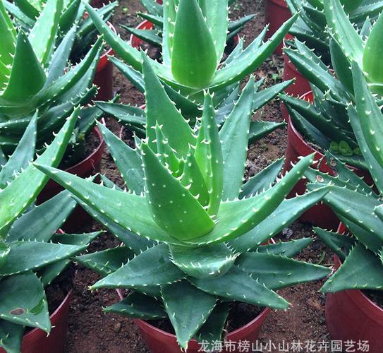 俏芦荟