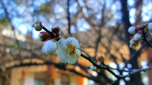 梅花初弄·院子里的梅花开了
