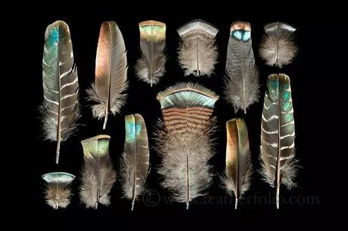 羽毛从鸟身上脱落,在他手中获得了新生