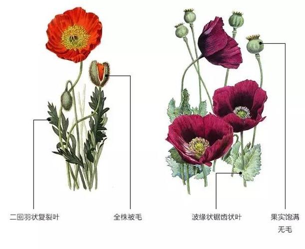 虞美人    |    鸦片罂粟罂粟再美,美不过生命之花诱惑再大,大不过