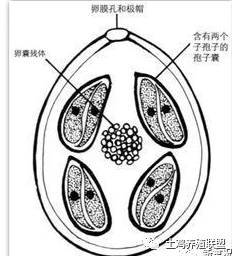 艾美耳球虫孢子化卵囊结构示意图