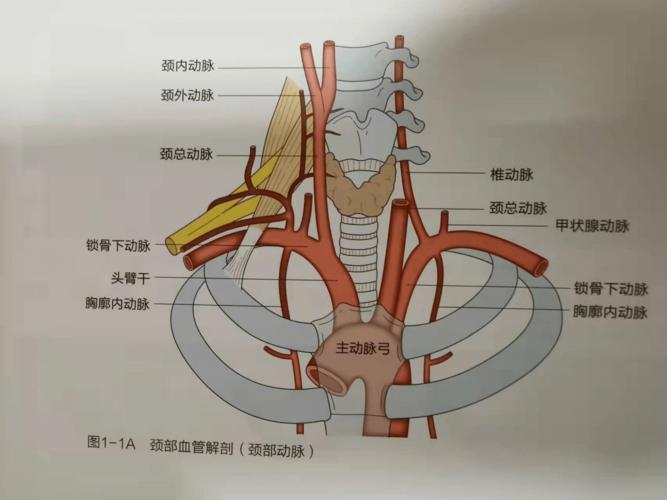 颈部血管的超声解剖._artery