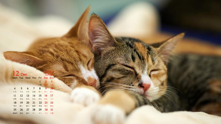 2017年12月可爱猫咪日历图片桌面壁纸