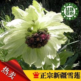 头像图片进入购买链接 朵包邮   购 【丝路亚心】新疆天山野生雪莲花