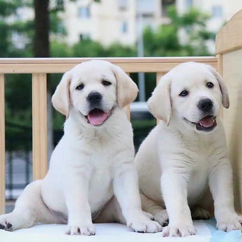 精品拉布拉多犬出售纯种拉布拉多犬活体拉布拉多幼犬看家护卫犬