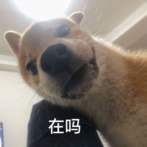 温柔的事情太多了在家就是温柔的-表情包girl