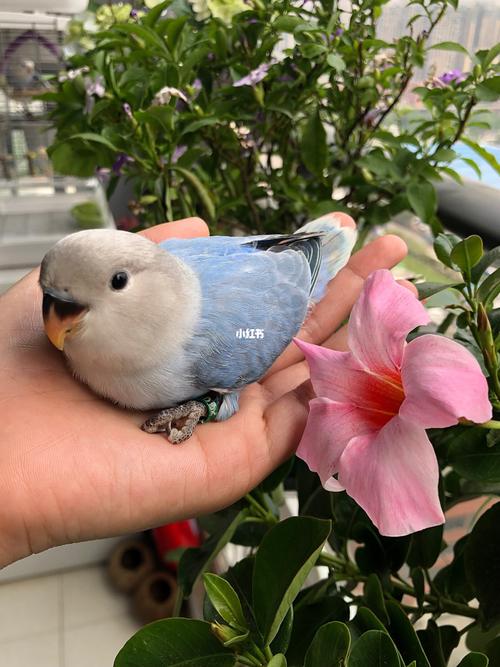 原相机里的小蓝闪～_相机_鹦鹉_牡丹_牡丹鹦鹉_宠物