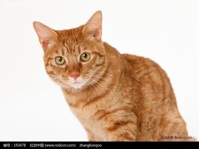 可爱的小黄猫