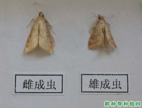 种甘蔗如何防治亚洲玉米螟?