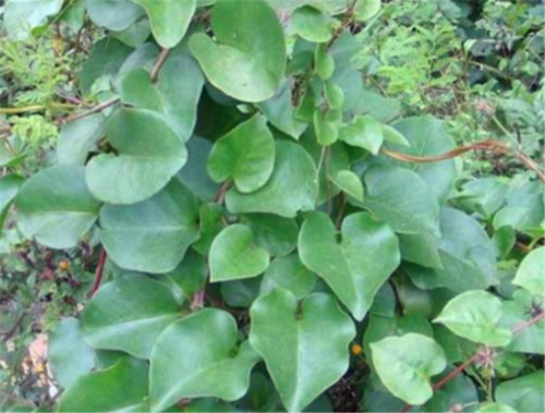 名叫"藤三七"的植物有什么功效和作用?