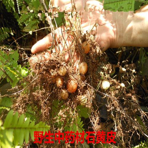 包邮三斤一件野生 石黄皮 肾蕨子 宝雕卵 凤凰胆 蛇蛋