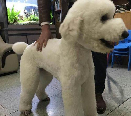 高品质满月母纯白巨型贵宾犬出售