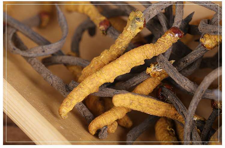 亚香棒虫草2根1克四川虫草现货供应滋补虫草泡酒料