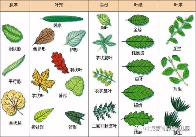 叶子的分类