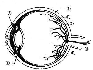眼球的基本结构简笔画
