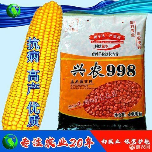 [兴农998玉米种子批发]兴农998玉米种子 名玉30大田矮