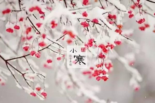 小寒三候