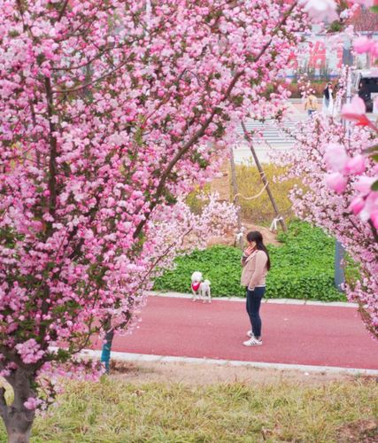 西平盛开海棠花 洪河岸上是我家