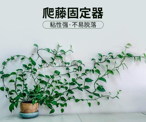 藤蔓绿植免钉贴墙自粘式挂钩绿萝爬墙神器固定器理线粘贴束线座 kl-1