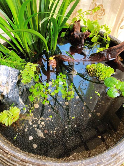 观背青鳉生态缸_微景观_苹果_阳台_古法养鱼_家居家装