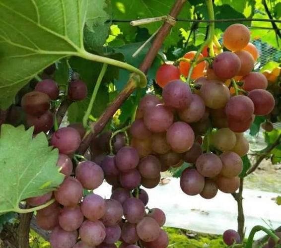 正宗大兴采育葡萄,自家葡萄,批发,零售,平价采摘
