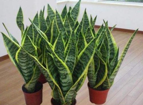 虎皮兰摆放风水禁忌洗手间大门口都不能放