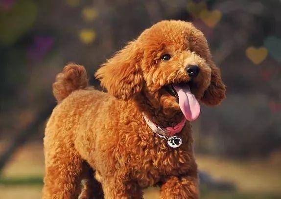 泰迪犬难养的7个原因养过才知道