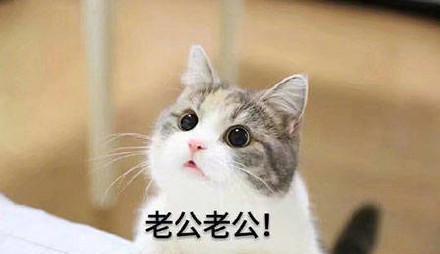 喊老公的萌萌的表情包|猫咪|表情包|老公_新浪新闻