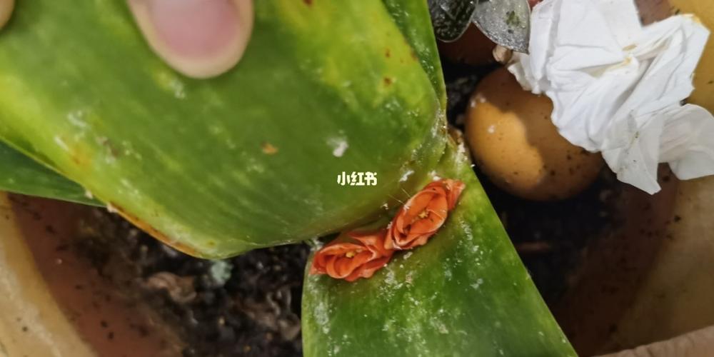 君子兰这叶子上的白色虫子是什么啊