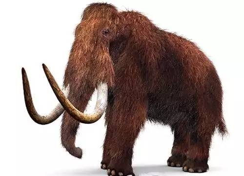 猛犸象当然,除了恐龙,地球上灭绝的生物还有很多.