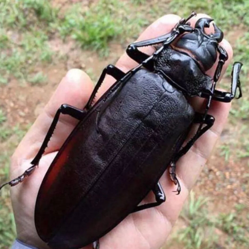 昆虫大力士之天牛