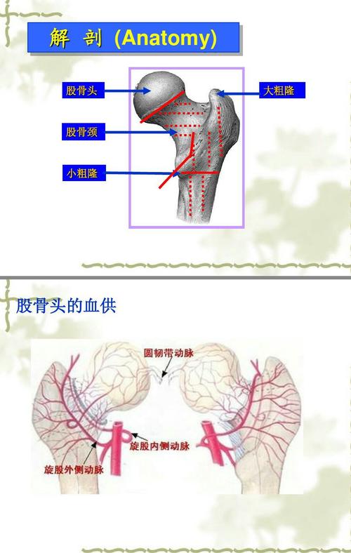 首先,我们来了解一下股骨颈的解剖情况.