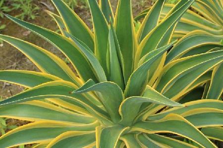 金边龙舌兰什么时候开花