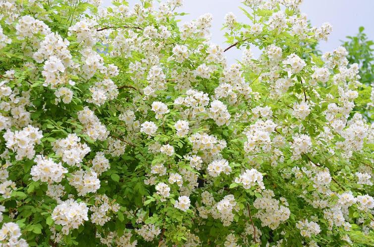 暖姑娘白蔷薇花墙养成第六年