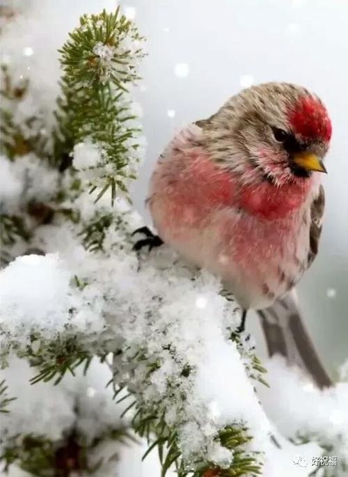 瑞雪兆丰年!送你2o18最美雪中精灵,美醉了!图片来自网络!