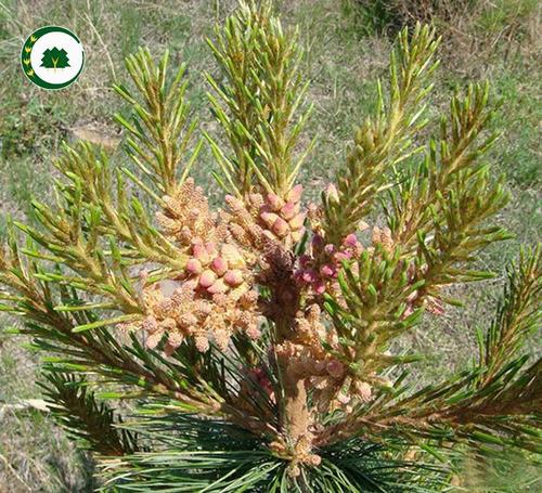 货源足规格齐全基地培育绿植易成活红松树苗 批发观叶类量大优惠