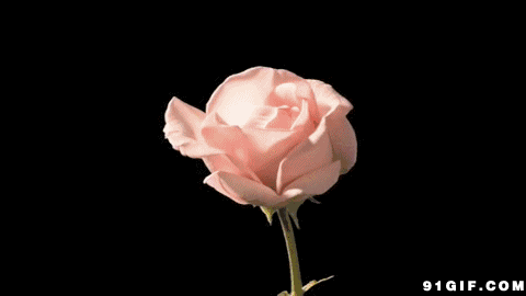 粉玫瑰gif图片