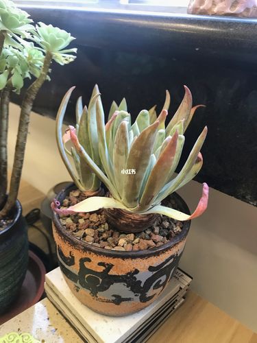 海瑟仙女杯_仙女_多肉植物_冬天去哪玩_多肉控_家居家装_家居装饰