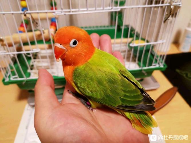 眼镜类头类牡丹鹦鹉图鉴