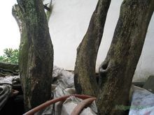 黄杨树