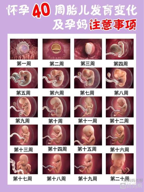 怀孕40周胎儿发育变化及孕妈注意事项