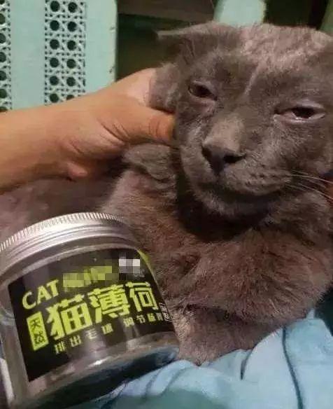 喵星人吸了猫薄荷后,已经是只废喵了!