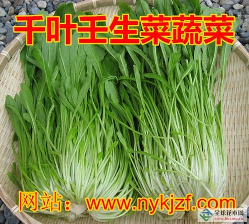 日本丸叶壬生菜种子 千头菜种子 玉丝菜